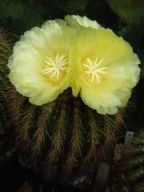 Eriocactus claviceps
